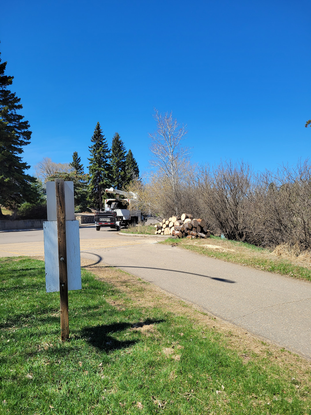Commercial Tree Removal After