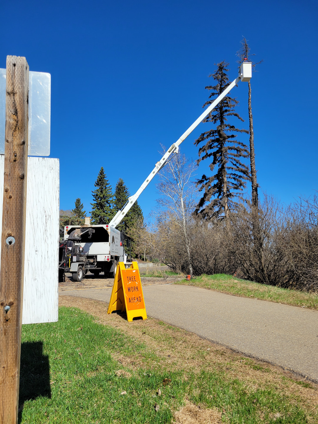 Commercial Tree Removal Before