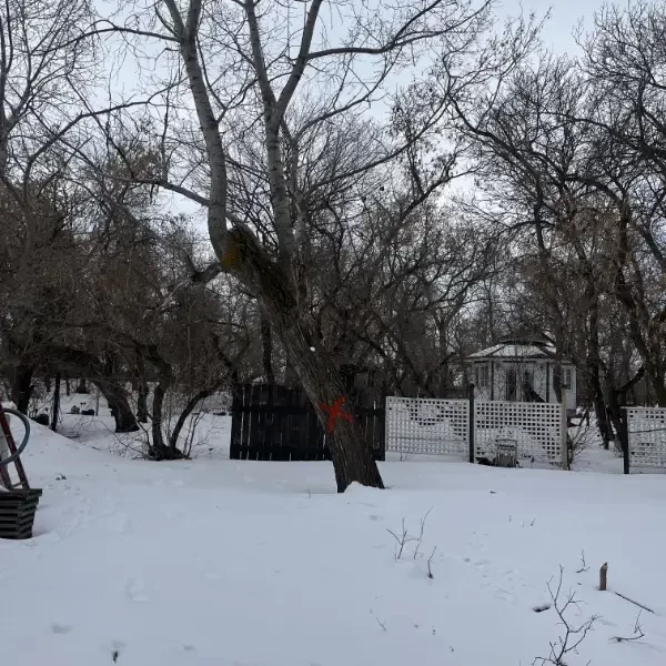 Leaning, dangerous tree on farmhouse property in the snow, marked in red paint for removal
