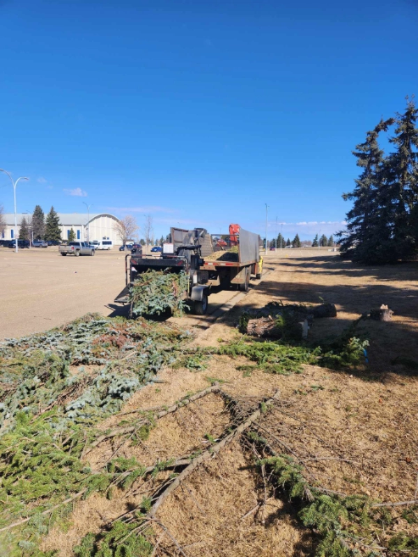 commercial-tree-removal