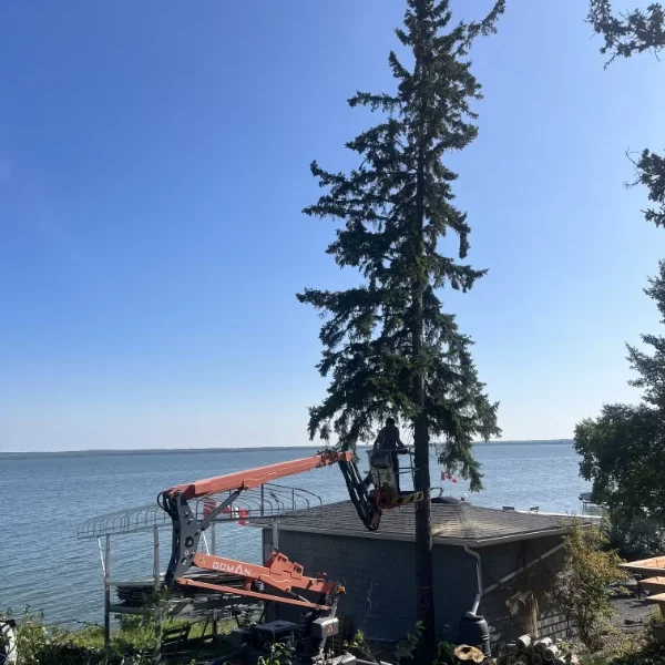Man in crane, prepare to safely remove tree from residential property