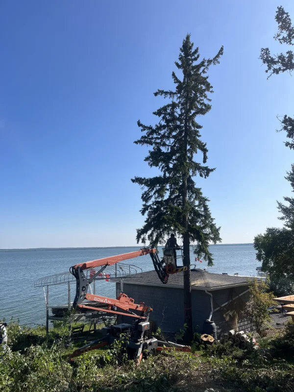 residential-tree-removal