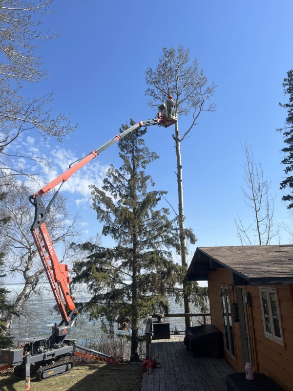 Man in crane, removing top of tree, outside of lake shore home