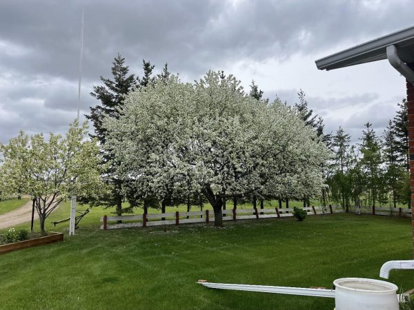 Pruning - Acerages & Farms