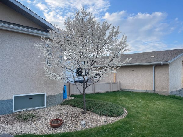 Pruning-Residential1-sq