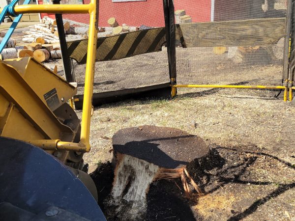 Stump Grinding Before
